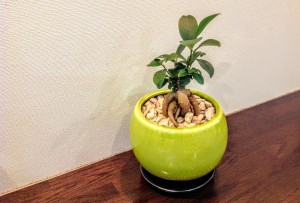 新しい仲間！！　　玉造にある美容室OHANAｎ（オハナ）