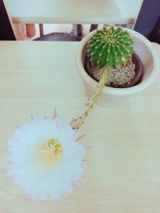サボテンの花　玉造にある美容室OHANAｎ（オハナ）